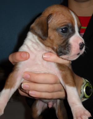 BoxerPuppies